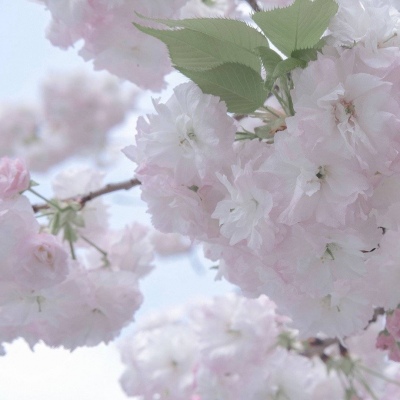 Furry绘画笔刷实用运用福瑞群